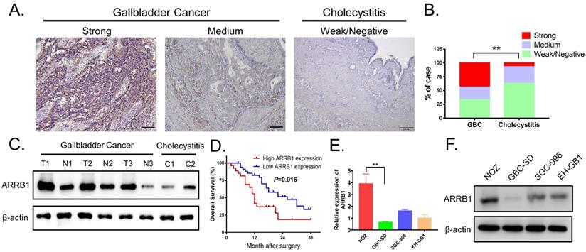 J Cancer Image