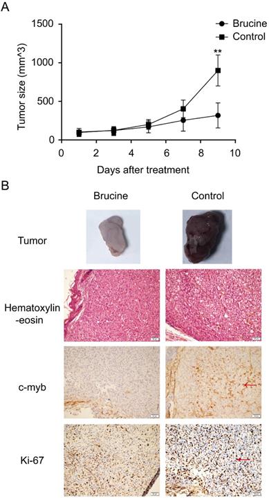 J Cancer Image