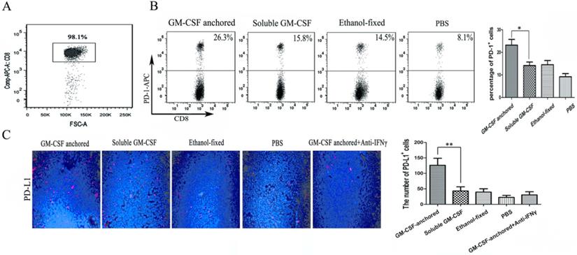 J Cancer Image