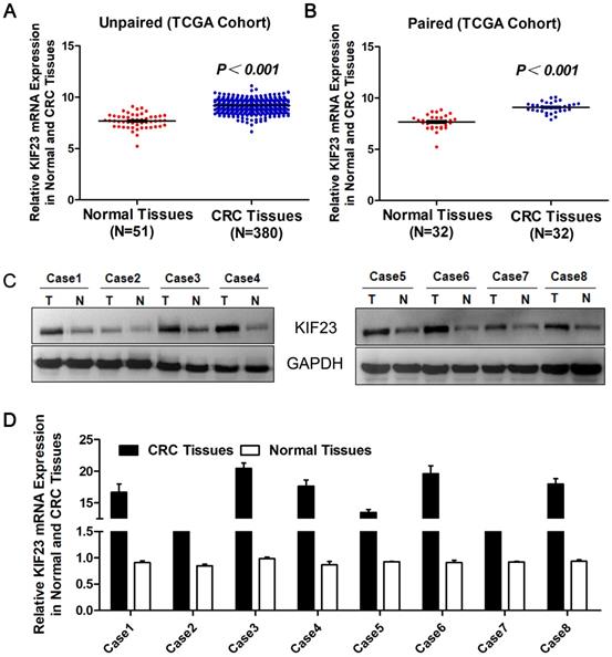 J Cancer Image