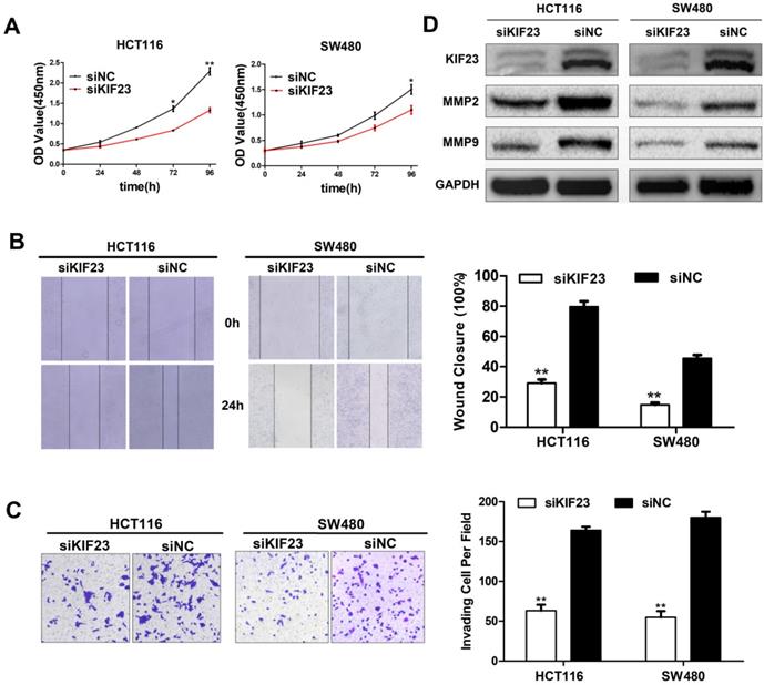 J Cancer Image