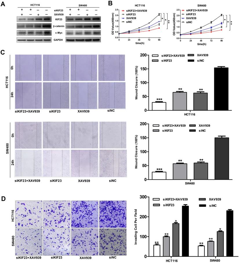 J Cancer Image