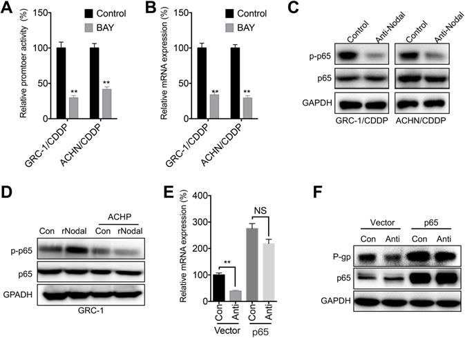 J Cancer Image