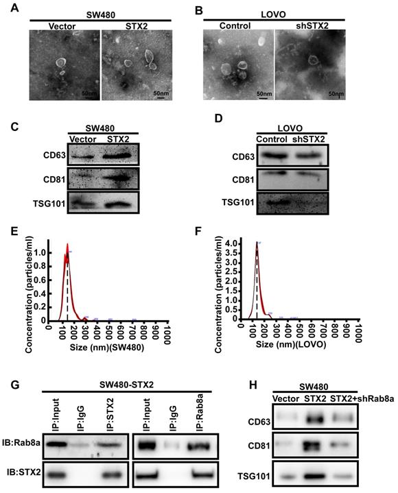 J Cancer Image