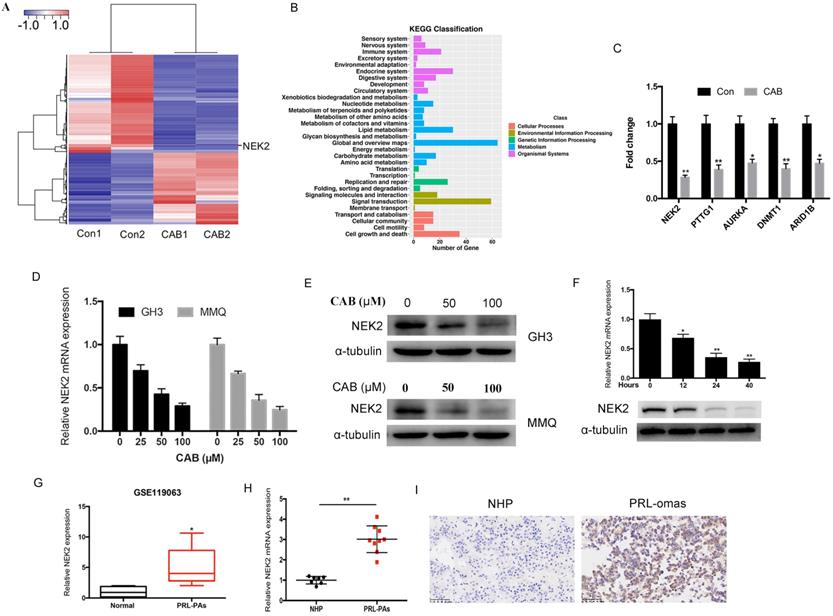 J Cancer Image