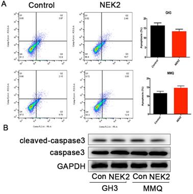 J Cancer Image