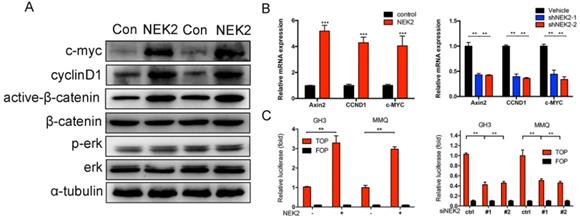 J Cancer Image