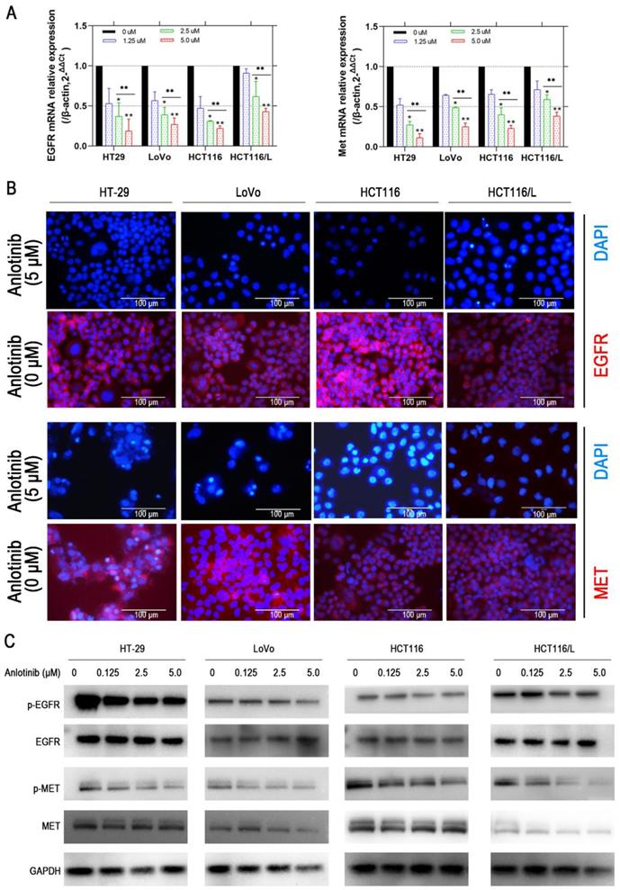 J Cancer Image