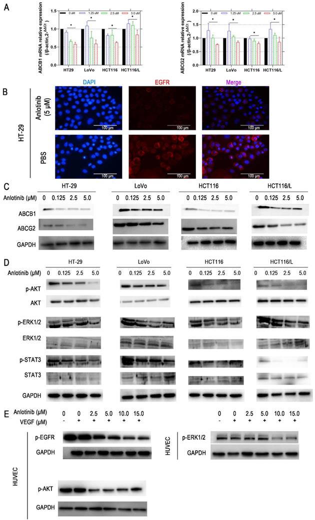 J Cancer Image