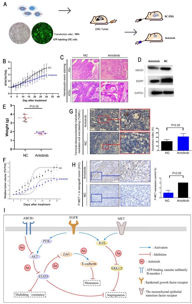 J Cancer Image