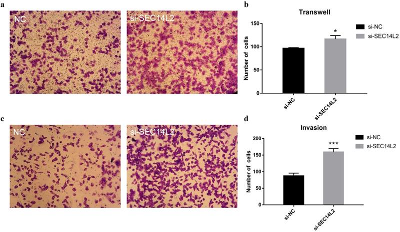 J Cancer Image