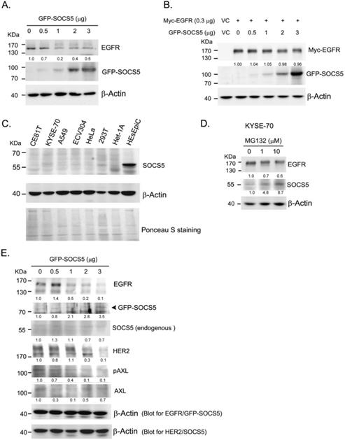 J Cancer Image