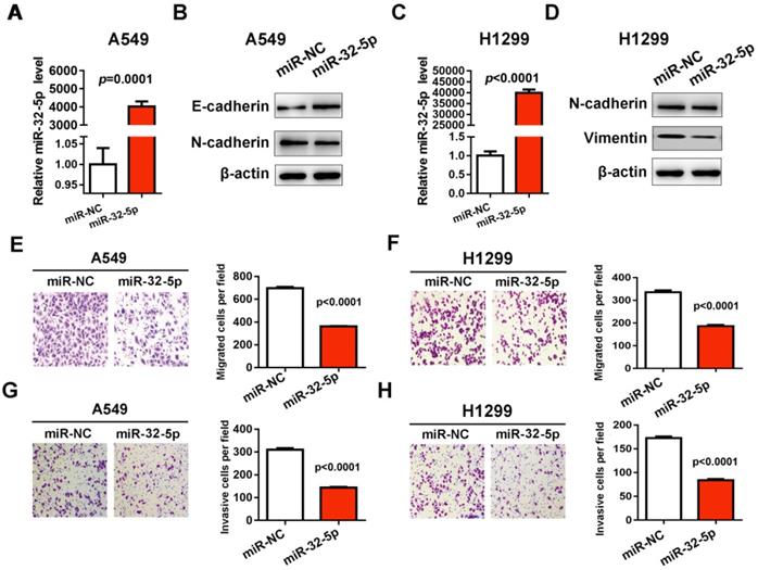 J Cancer Image