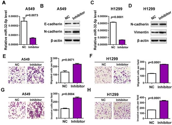 J Cancer Image