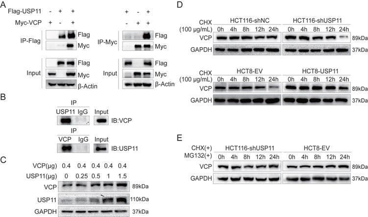 J Cancer Image