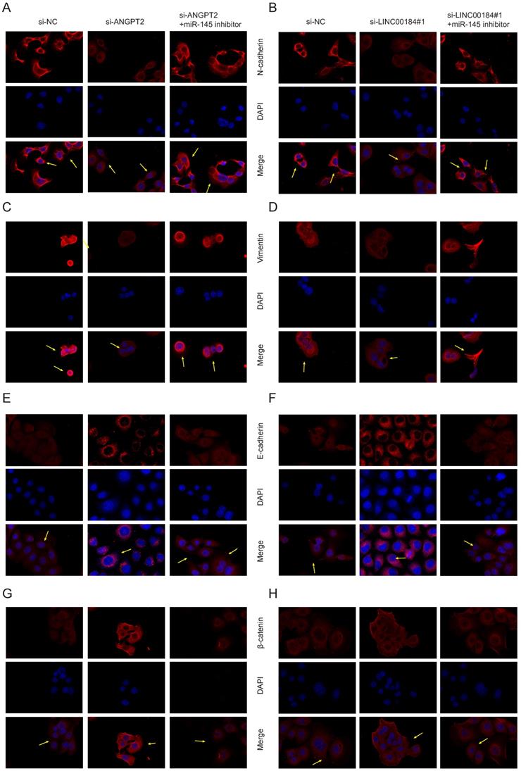 J Cancer Image