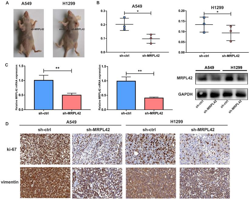 J Cancer Image