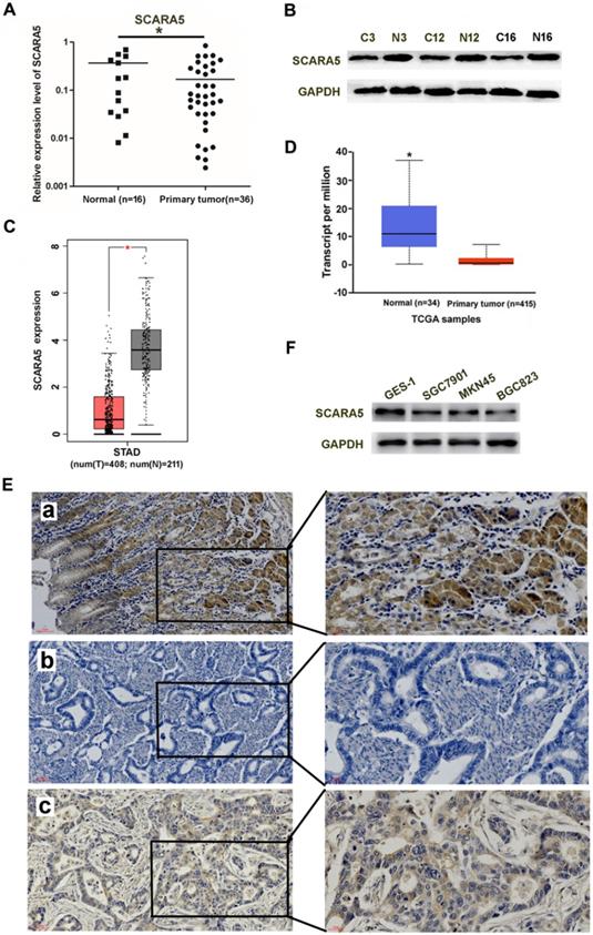 J Cancer Image