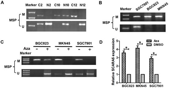 J Cancer Image