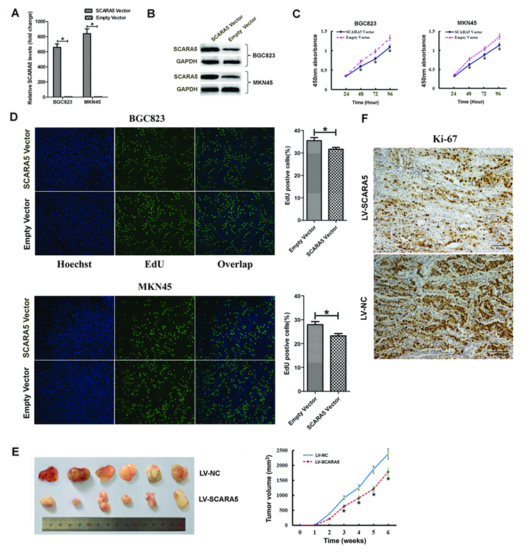 J Cancer Image