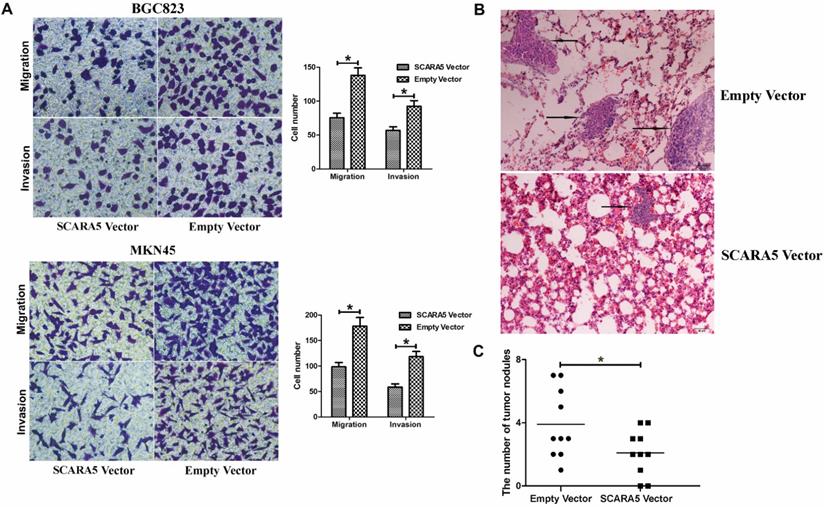 J Cancer Image