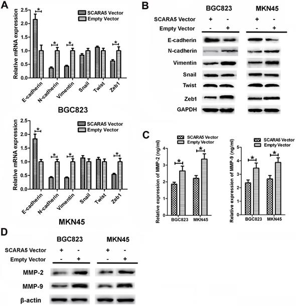 J Cancer Image