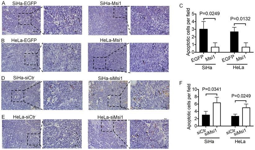 J Cancer Image