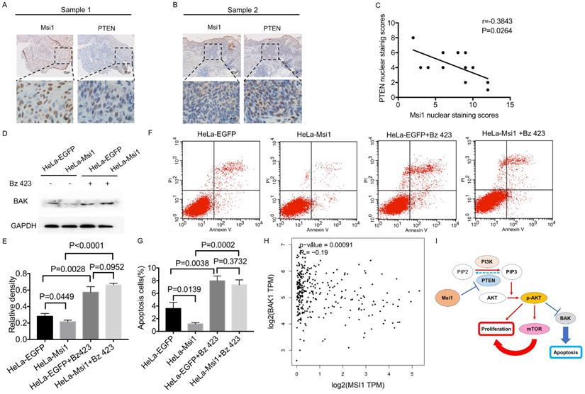 J Cancer Image