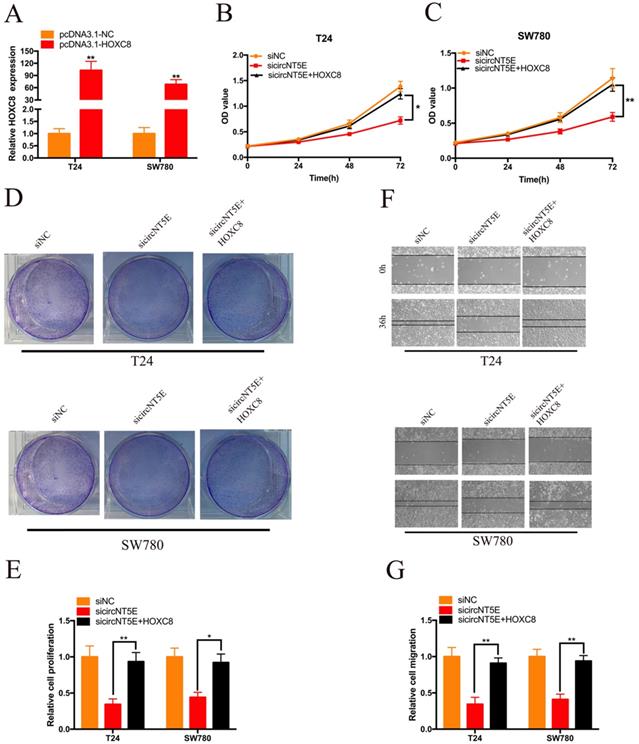 J Cancer Image