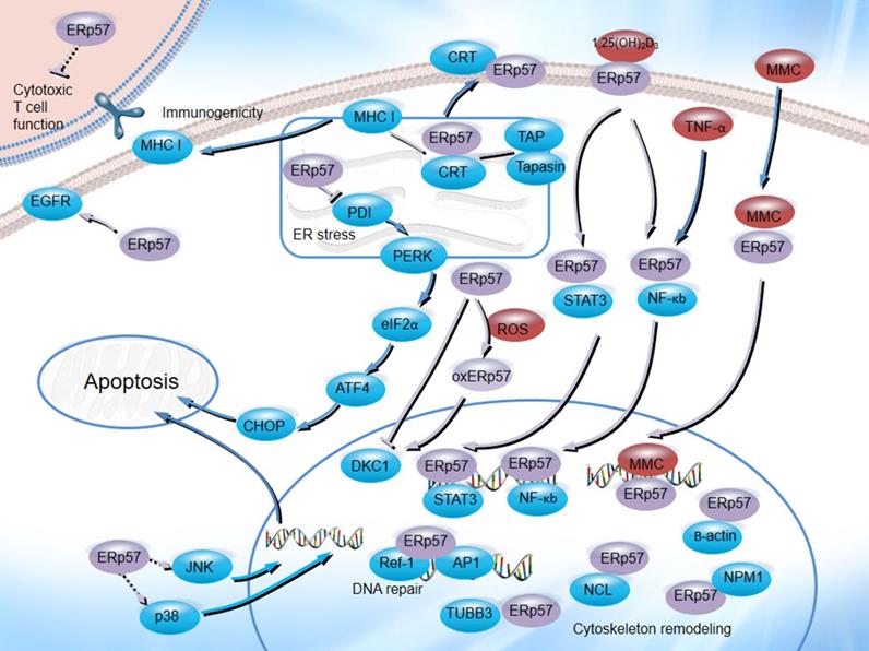 J Cancer Image