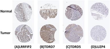 J Cancer Image