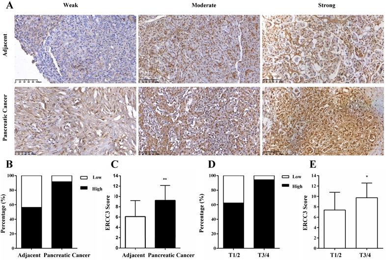 J Cancer Image