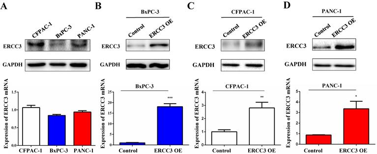 J Cancer Image