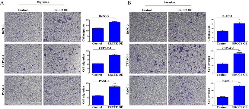 J Cancer Image