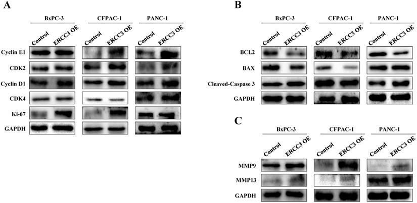 J Cancer Image