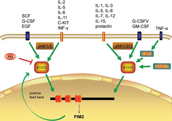 J Cancer Image