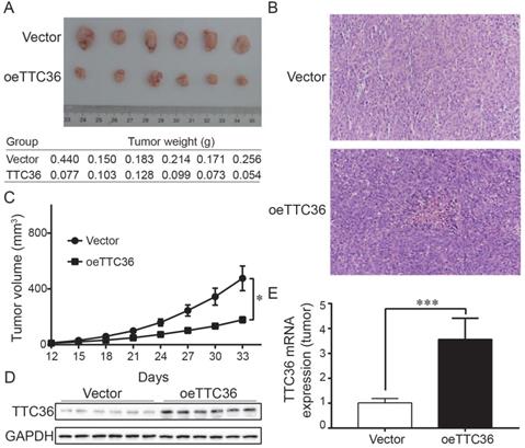 J Cancer Image