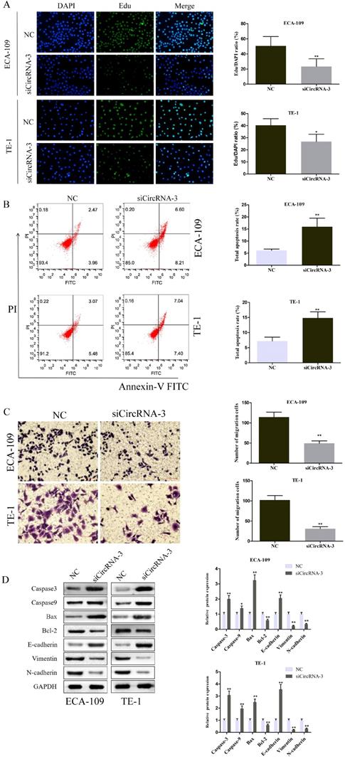 J Cancer Image