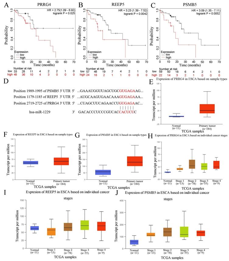 J Cancer Image