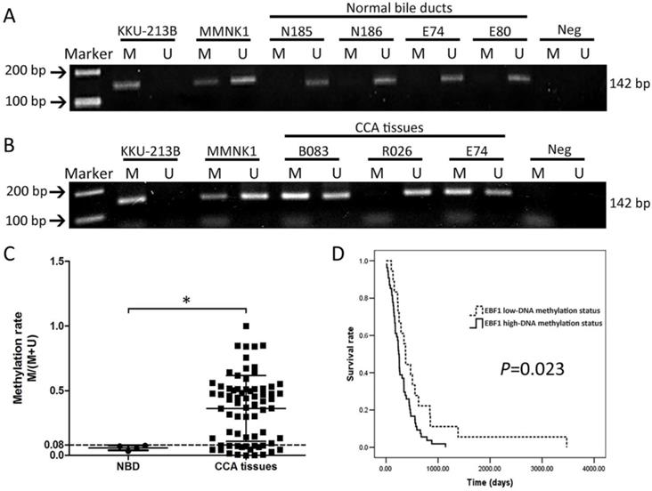 J Cancer Image