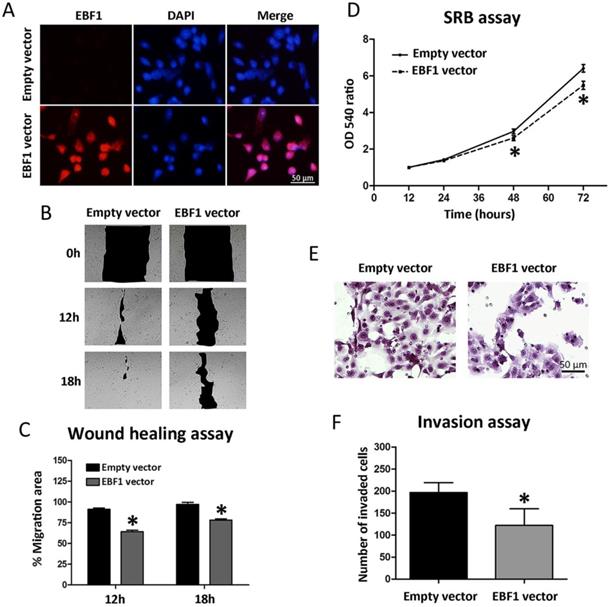 J Cancer Image