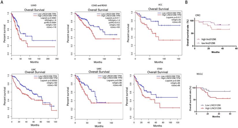 J Cancer Image