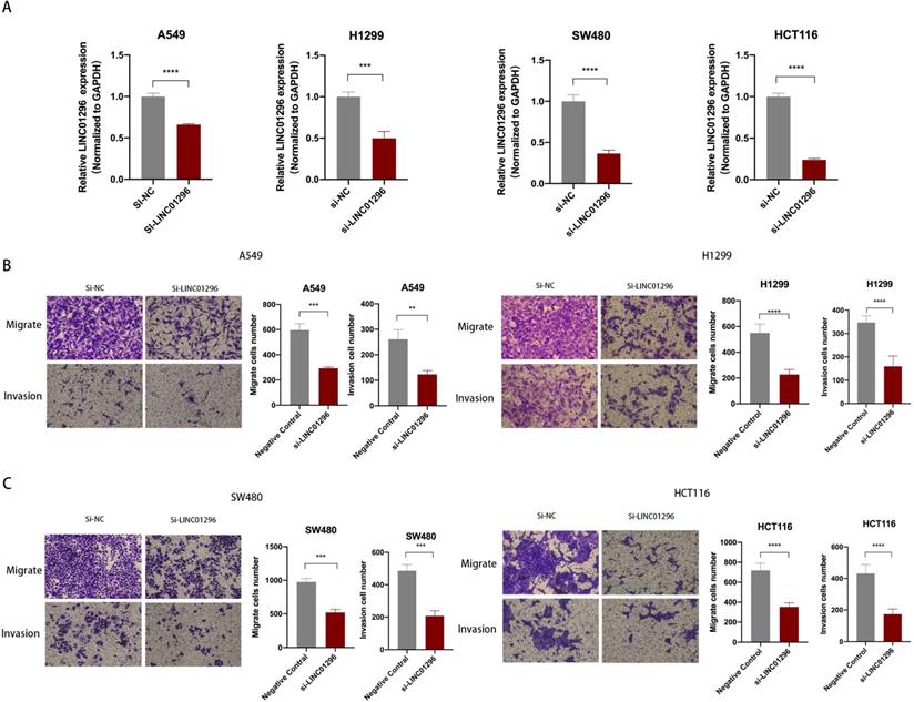 J Cancer Image