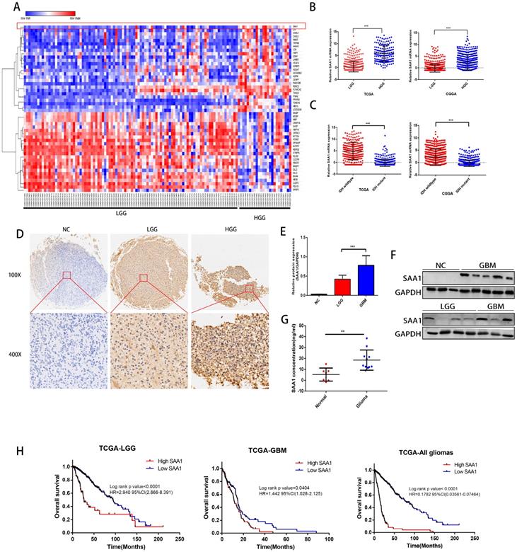 J Cancer Image