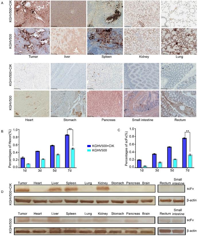 J Cancer Image