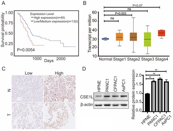 J Cancer Image