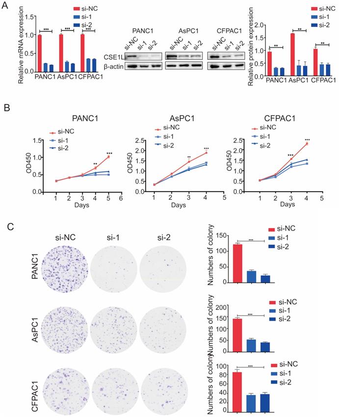 J Cancer Image