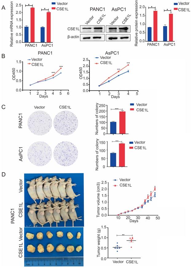 J Cancer Image