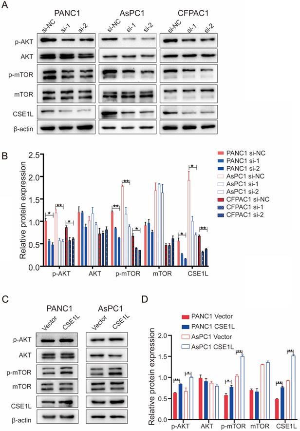 J Cancer Image