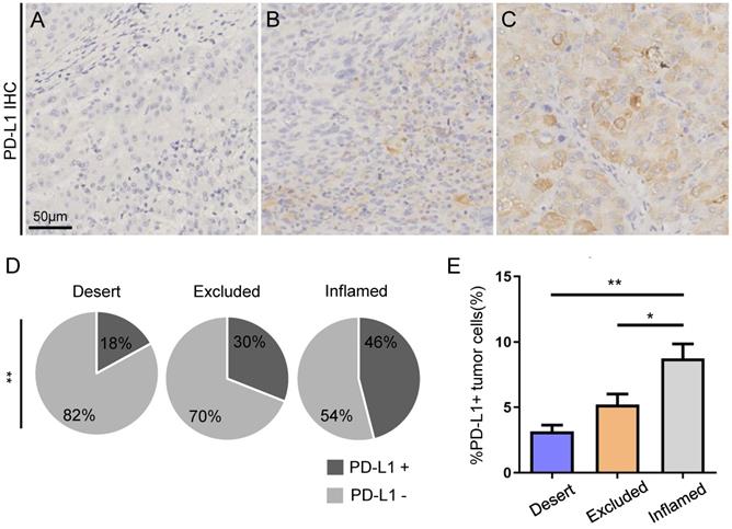 J Cancer Image